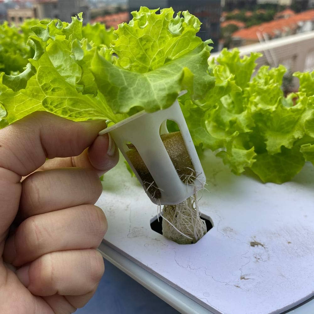 Amazon | LAPOND 水耕栽培システム 10穴 水耕栽培キット 水耕栽培植物